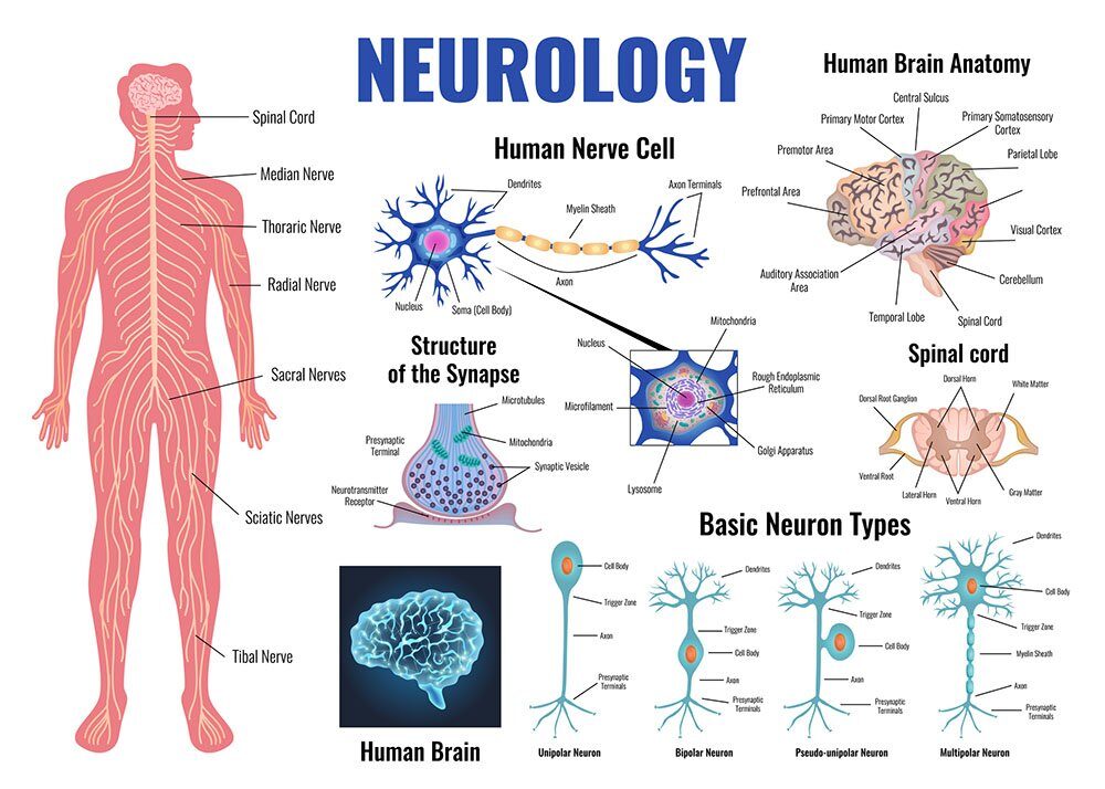 neurology